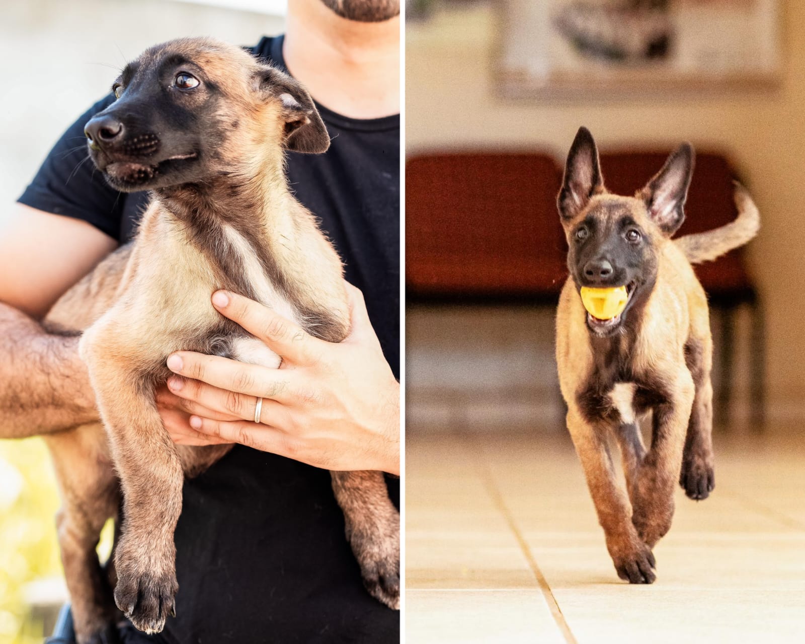 Cães são doados para PCAC e instituição lança campanha para escolha dos nomes dos novos membros